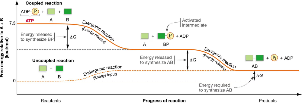 Graph showing energetic coupling of substrate phosphorylation with ATP hydrolysis, illustrating exergonic and endergonic reactions.