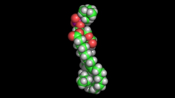 Animation: Space-Filling Model of a Phospholipid