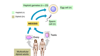 Animation: The Human Life Cycle