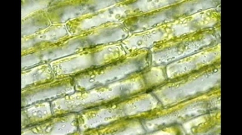 Short Video: Cytoplasmic Streaming