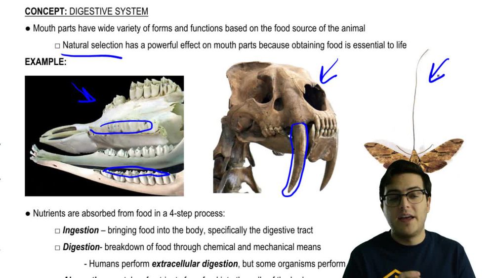 Digestion and Digestive Tracts
