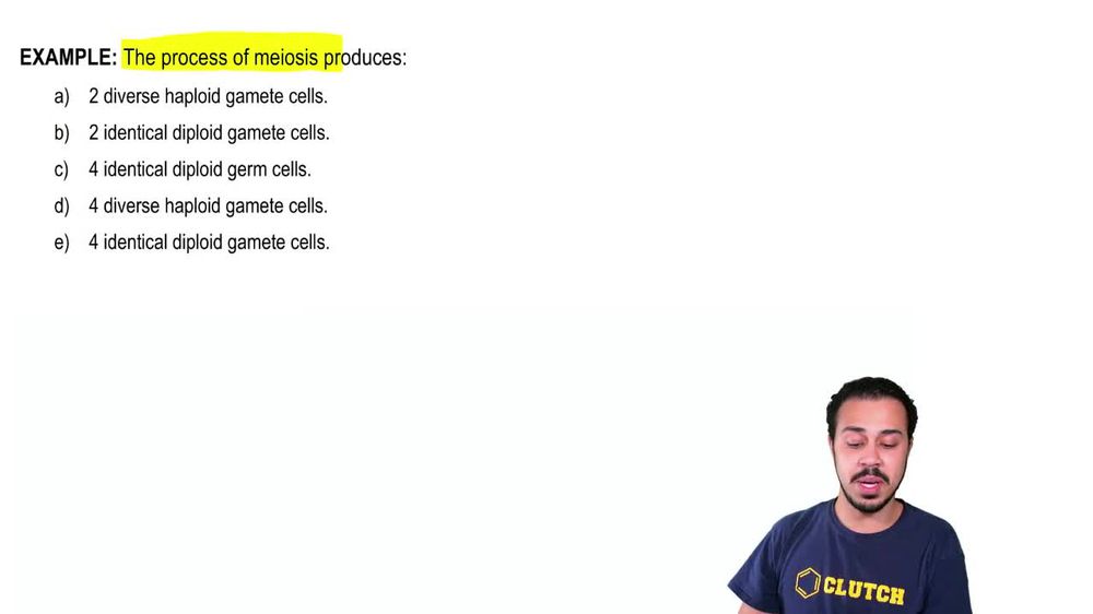 Introduction to Meiosis Example 1