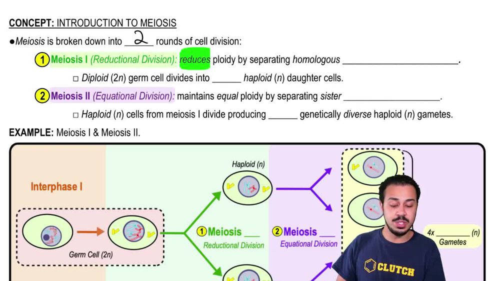 Meiosis I & Meiosis II