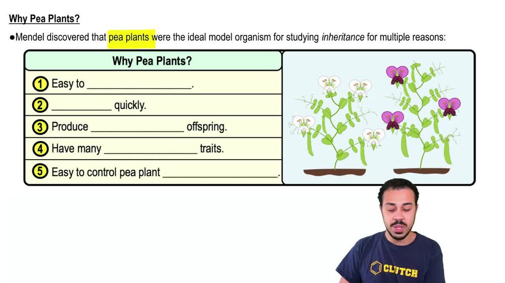 Why Pea Plants?