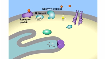 Animation:  Water-Soluble Hormone Pathway