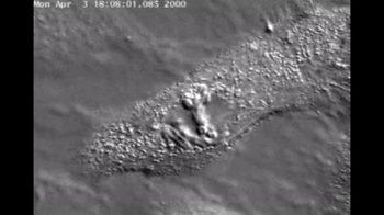 Short Video: Animal Mitosis