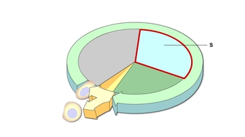Animation: The Cell Cycle