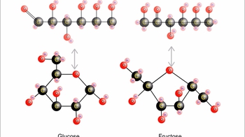 Animation: Synthesis of Sucrose