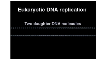 Animation: DNA Replication: An Overview