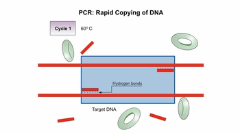 Animation: Copying DNA through PCR