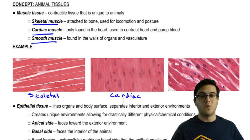 Muscle and Epithelial Tissues