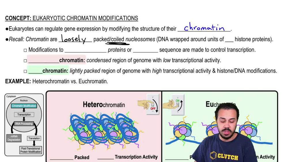Eukaryotic Chromatin Modifications