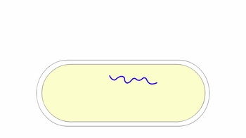 Animation: Phage Lytic Cycle
