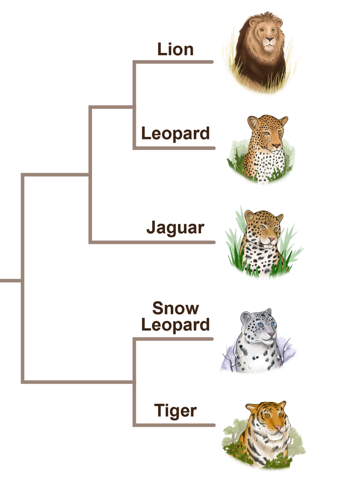Phylogenetic tree showing relationships between lions, leopards, jaguars, snow leopards, and tigers.