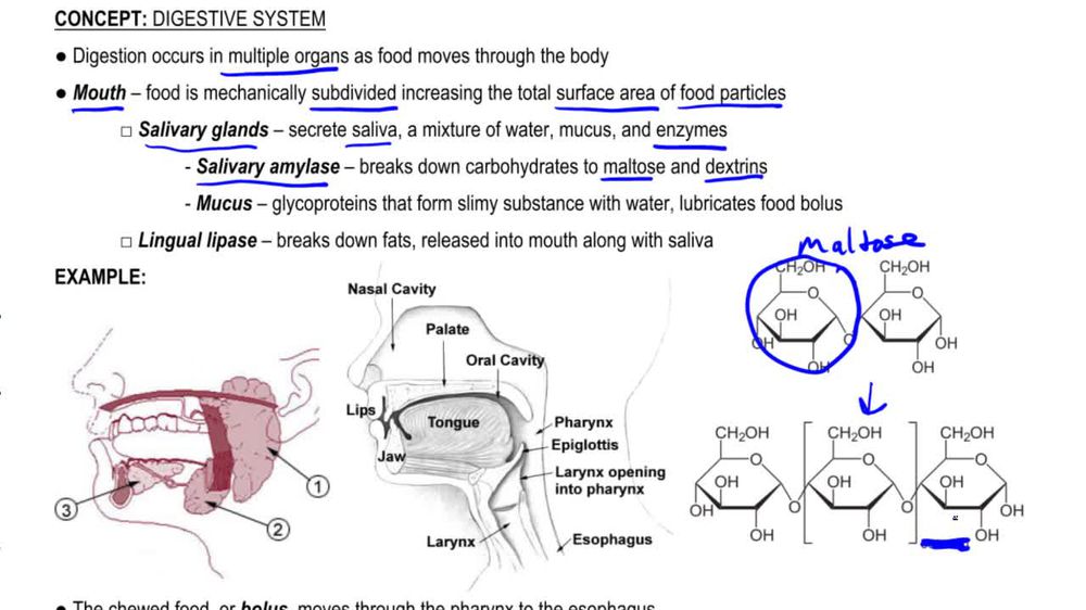 Mouth and Esophagus