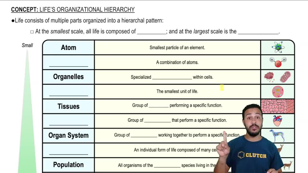 Life's Organizational Hierarchy