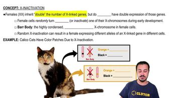 X-Inactivation