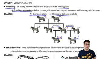 Inbreeding and Sexual Selection