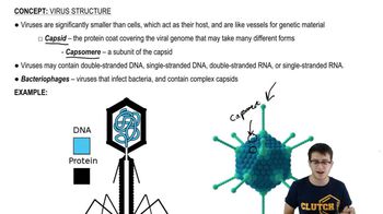 Virus Structure