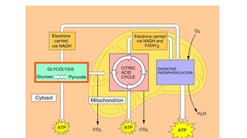 Animation: Overview of Cellular Respiration