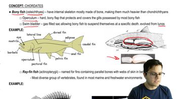 Bony Fish