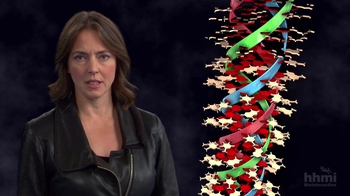 HHMI BioInteractive: The Double Helix