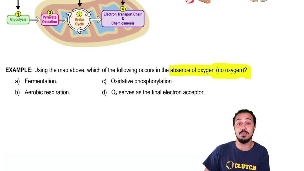 Introduction to Cellular Respiration Example 2