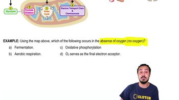 Introduction to Cellular Respiration Example 2