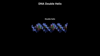 Animation:  DNA Double Helix