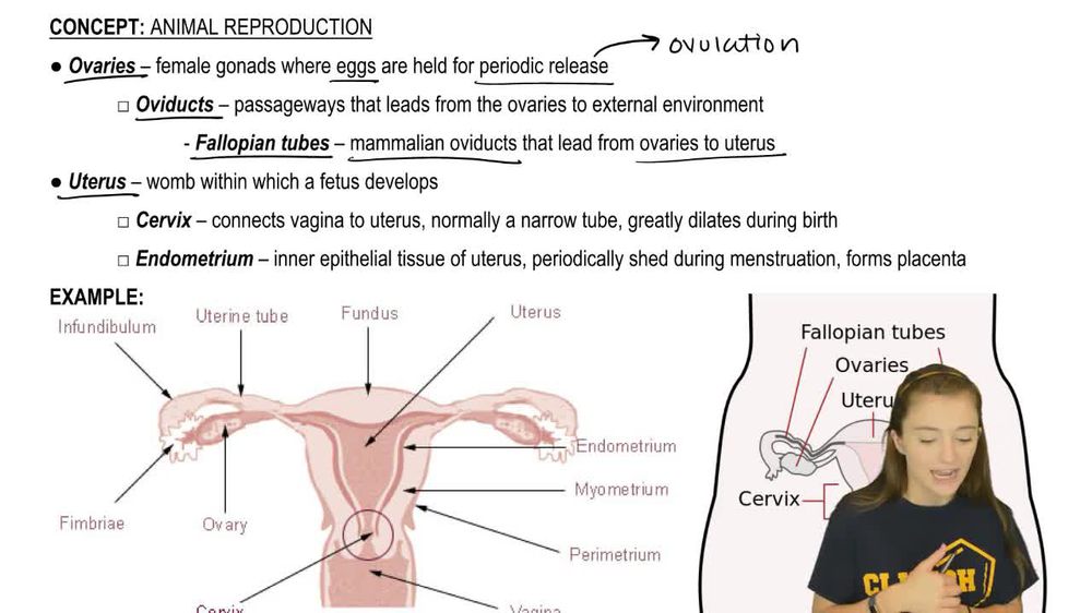 Female Reproductive Anatomy