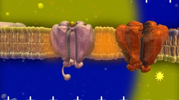 Bioflix: Action Potential