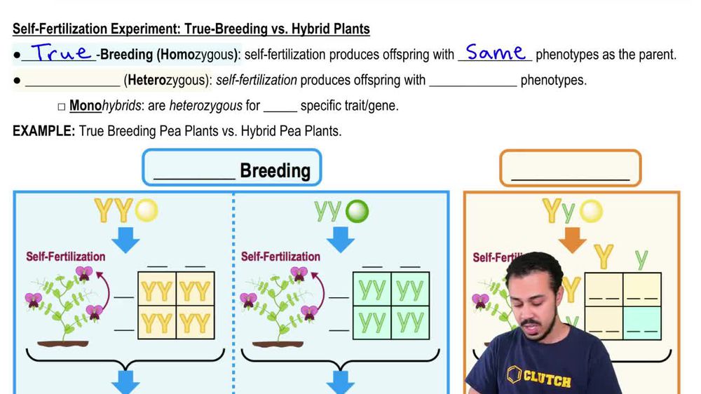 Self-Fertilization Experiment: True-Breeding vs. Hybrid Plants