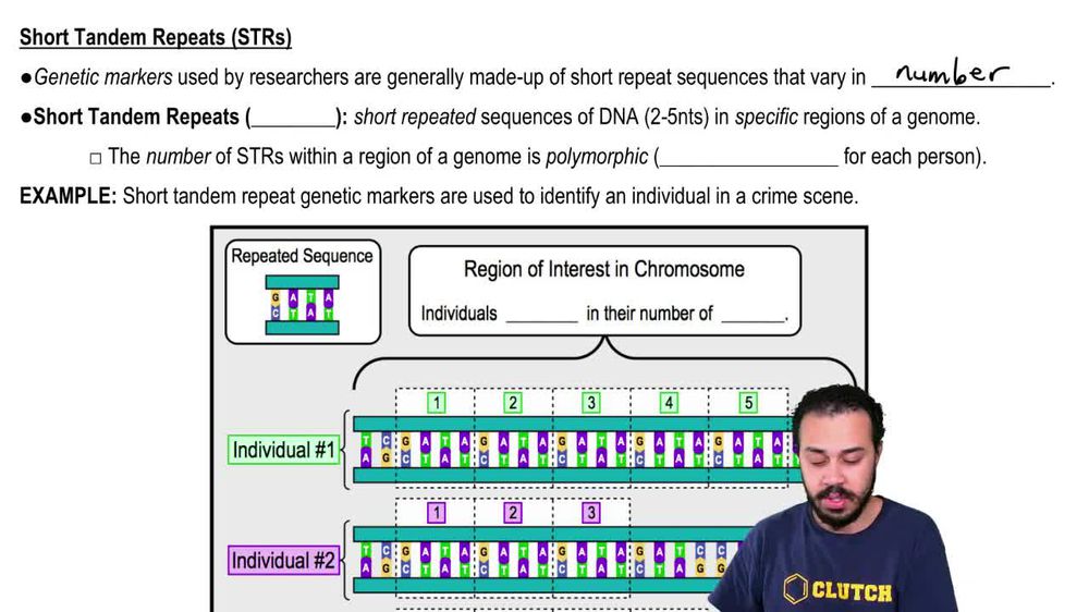Short Tandem Repeats (STRs)