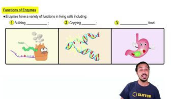 Functions of Enzymes