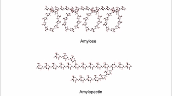 Animation: Starch, Cellulose, and Glycogen Structures