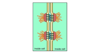 Animation: Cell Junctions