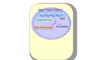 Animation: Overview of Protein Synthesis in Eukaryotes