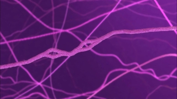 BioFlix: Mitosis: Chromosome Duplication
