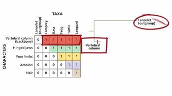 Short Video: Using Derived Characters to Infer Phylogeny