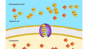 Animation: Active Transport