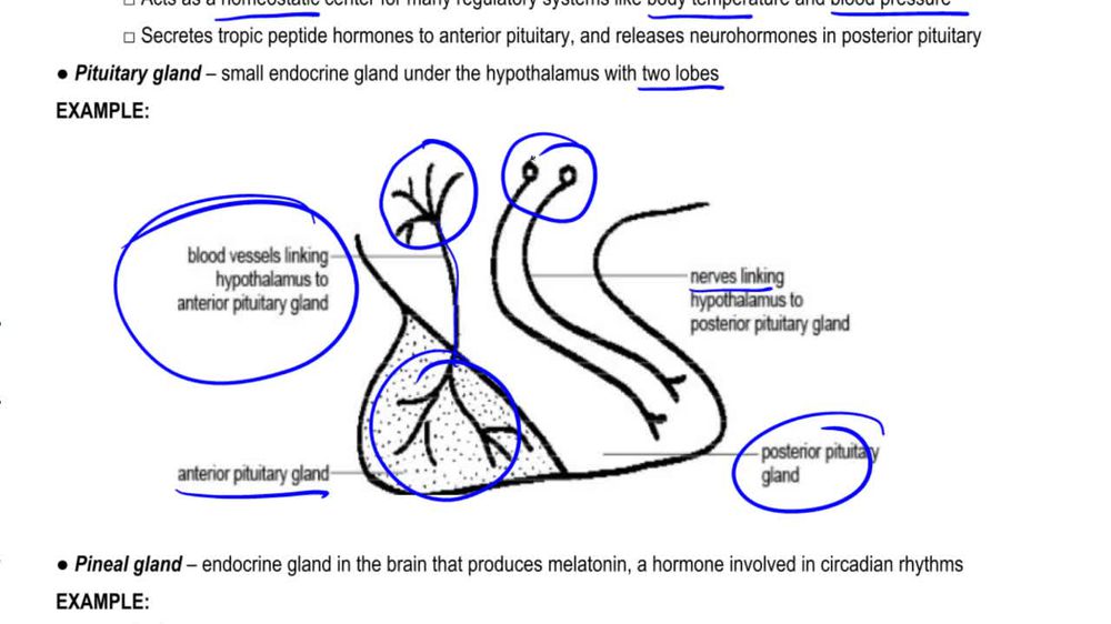 Hypothalamus and Pituitary