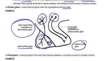 Hypothalamus and Pituitary