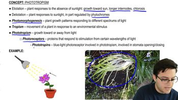 Photomorphogenesis