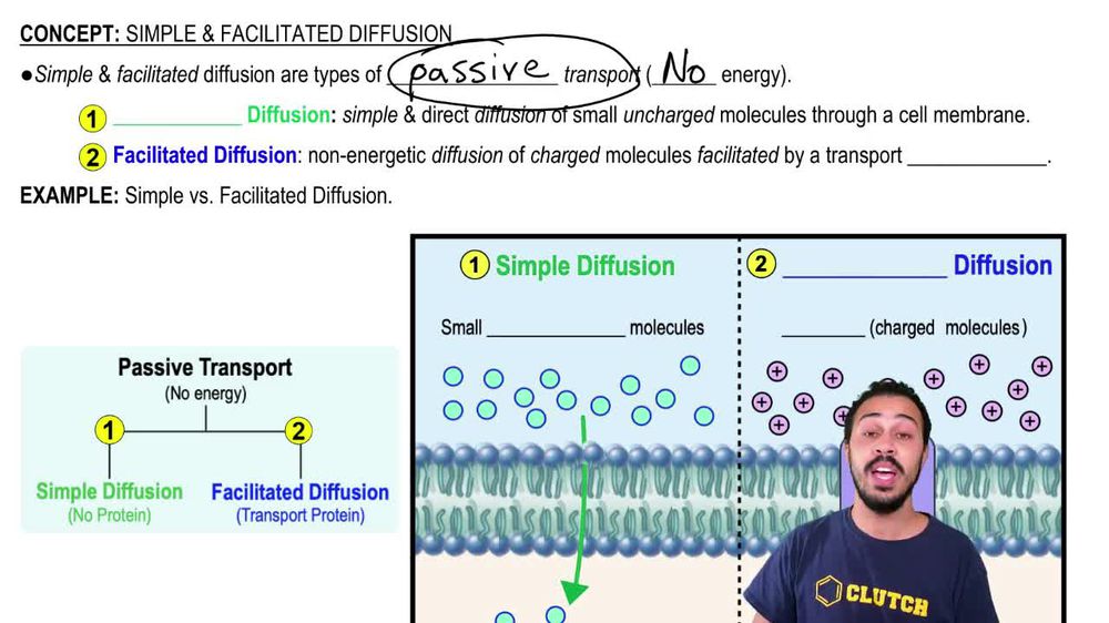 Simple and Facilitated Diffusion