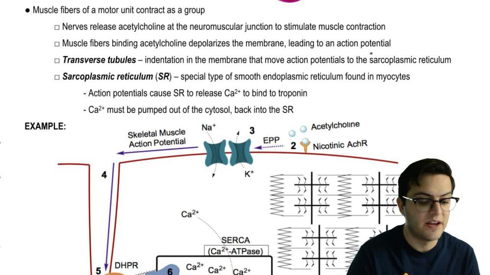 Motor Unit and Neuromuscular Junction
