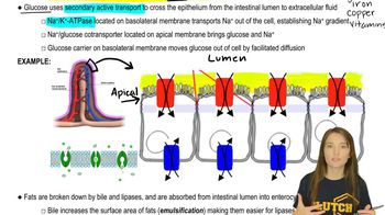 Nutrient Absorption