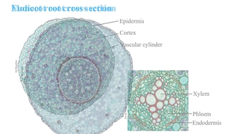 Animation: Root Cross Sections