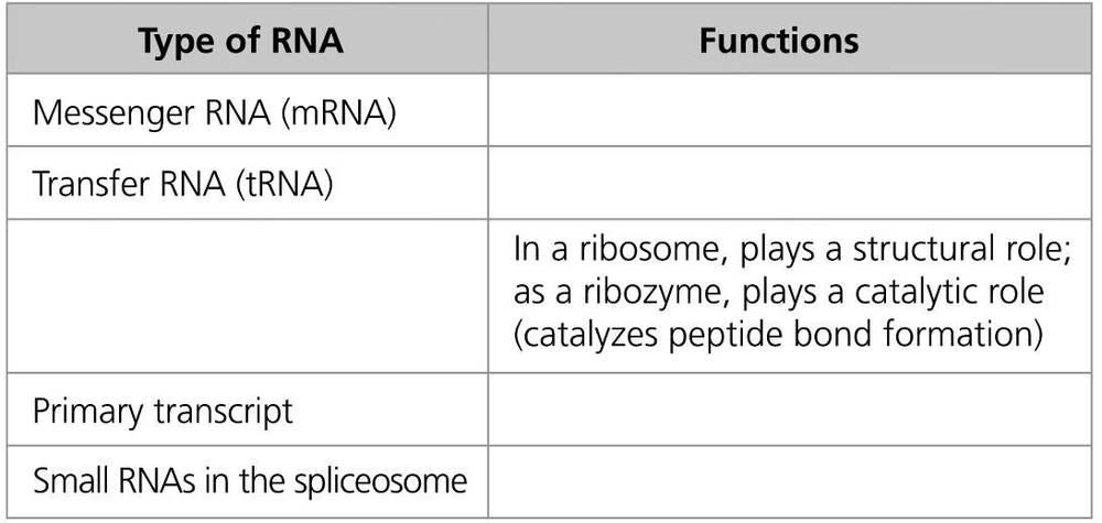 Table listing types of RNA: mRNA, tRNA, primary transcript, small RNAs; with functions for tRNA in ribosomes.