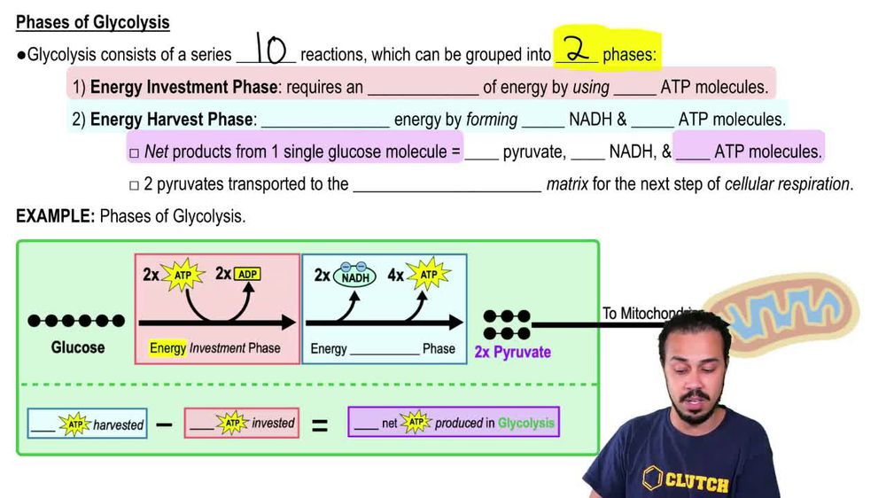 Phases of Glycolysis