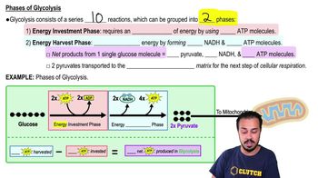Phases of Glycolysis